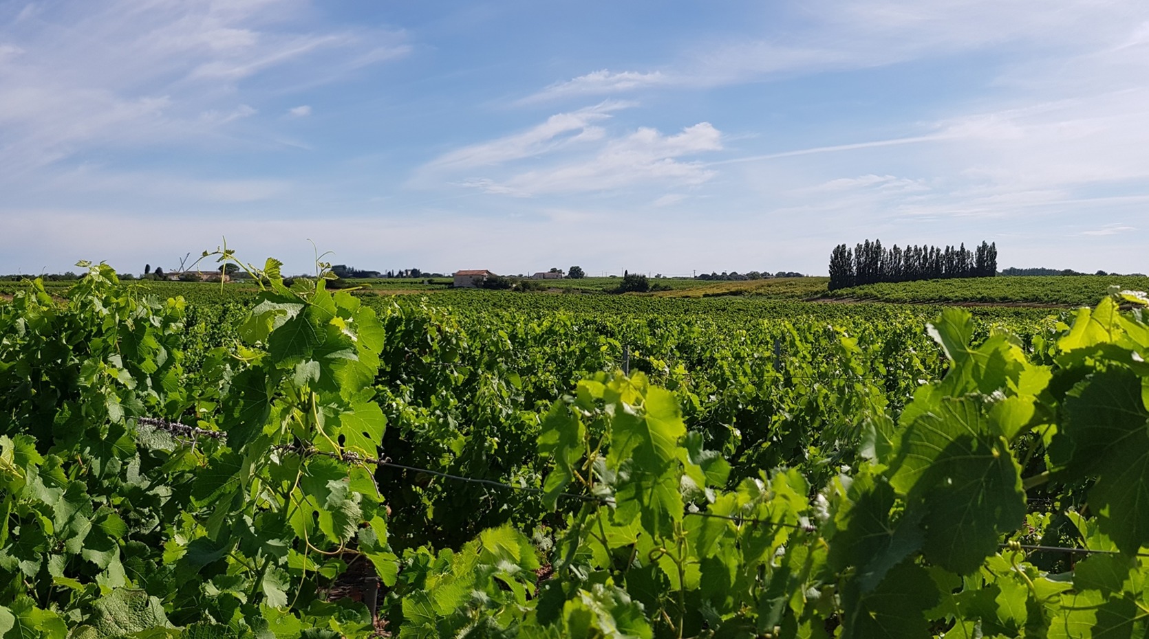 Vignes