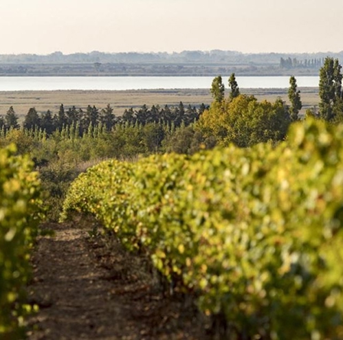 Vins Regionaux